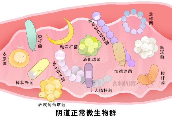妇科2.jpg
